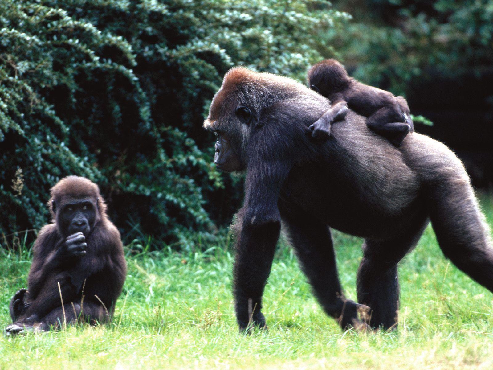 1600x1200 cool Gorilla Background Image. Gorilla, Gorilla trekking, Mountain gorilla