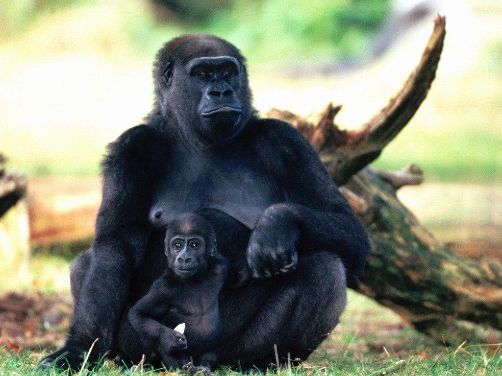 1024x768 Free download Funny Gorilla wallpaper Funny Animal [1024x768] for your Desktop, Mobile & Tablet. Explore Ape Wallpaper. Planet of the Apes Wallpaper, A Bathing Ape Wallpaper, Keith Ape Wallpaper
