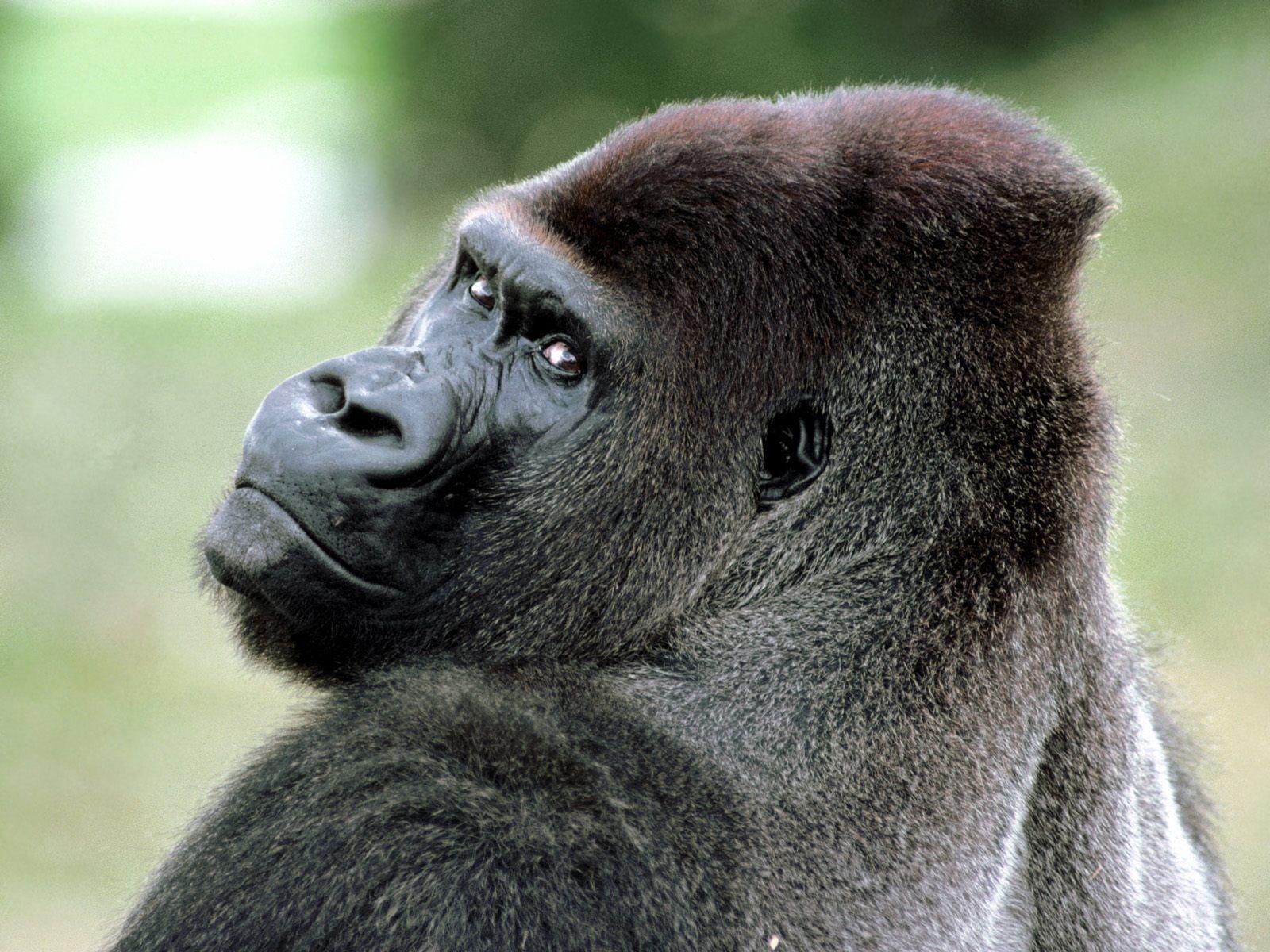 1600x1200 Monkeys Photo: Gorilla. Baby gorillas, Gorilla, Gorilla wallpaper