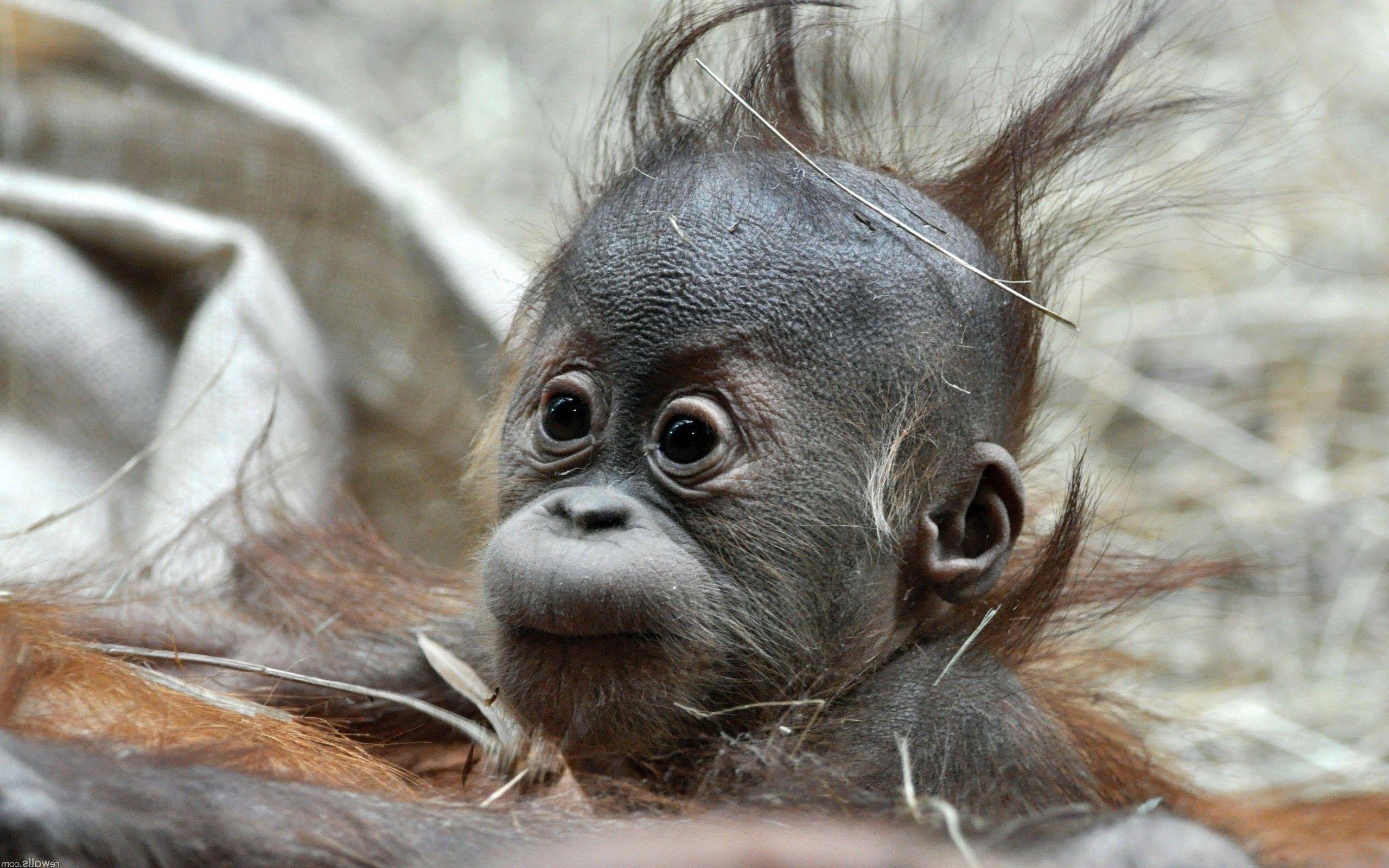 2560x1600 Baby Monkey