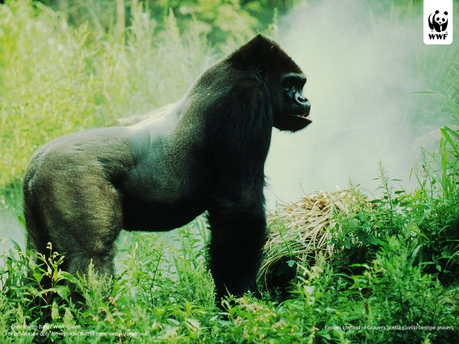 1600x1200 Gorillas