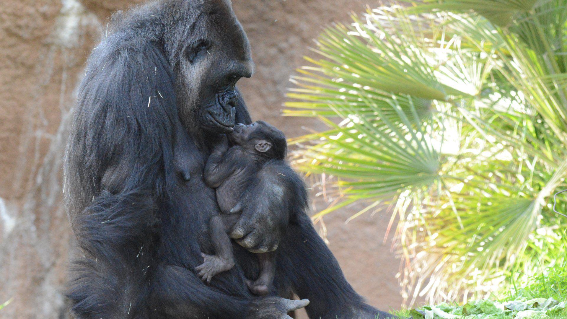 1920x1080 L.A. Zoo Announces Name of 1st Gorilla Born at Facility in Over 20 Years