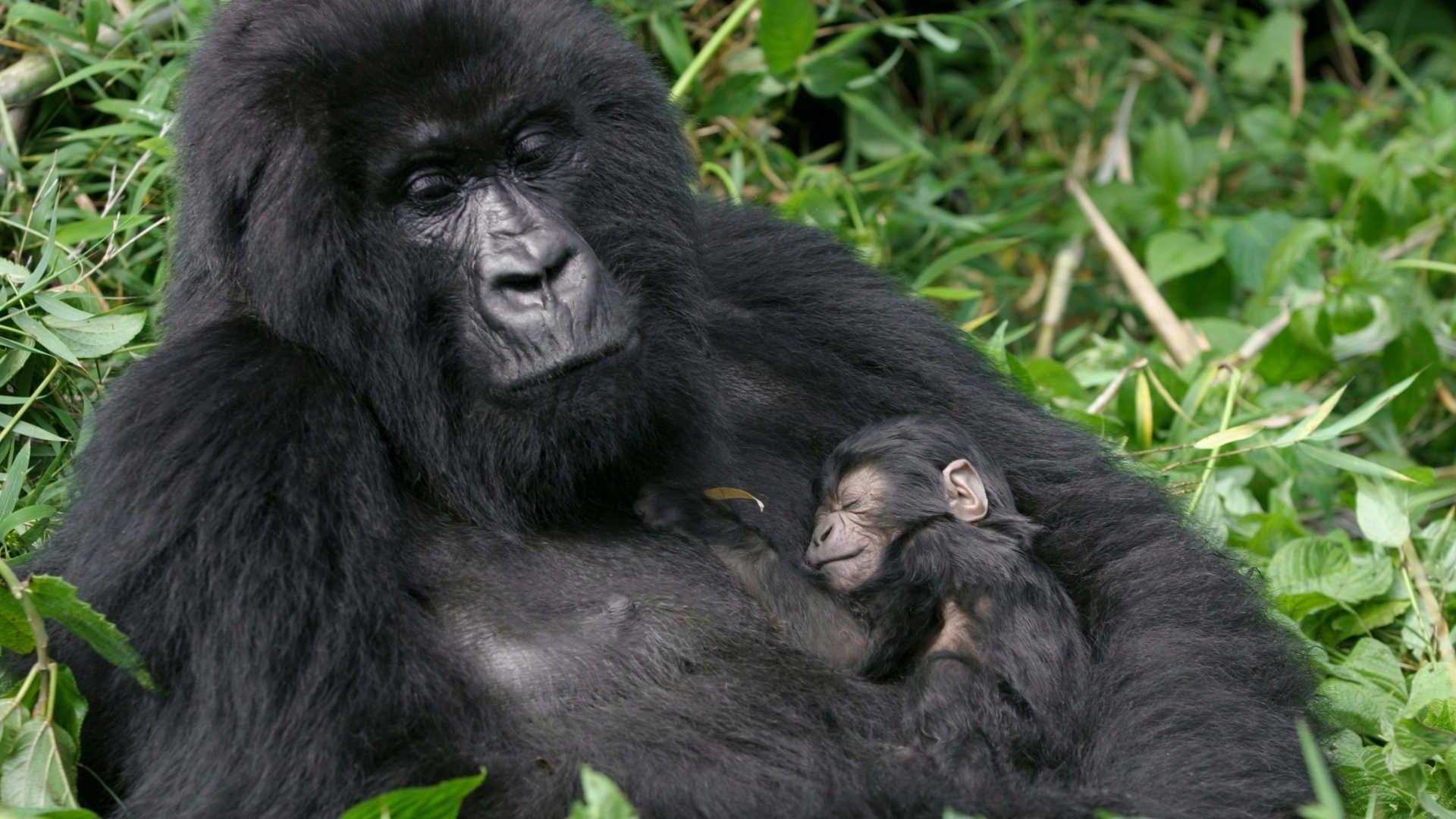 1920x1080 Full HD Gorilla Photo And Wallpaper 1080p