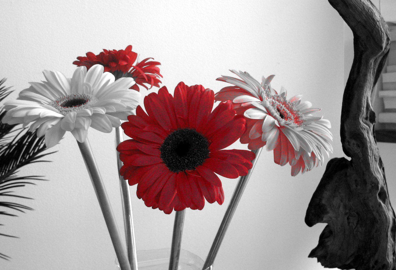 1664x1136 Black White and Red Wallpaper
