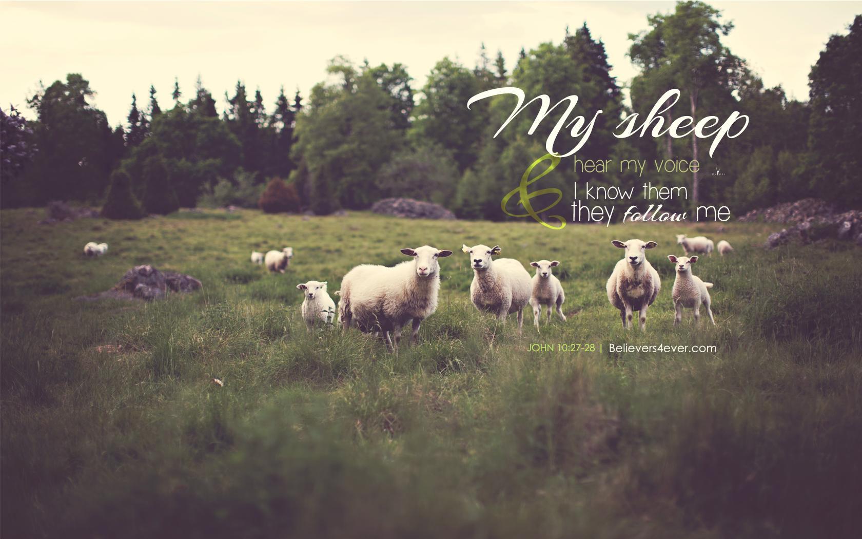 1680x1050 My sheep hear my voice