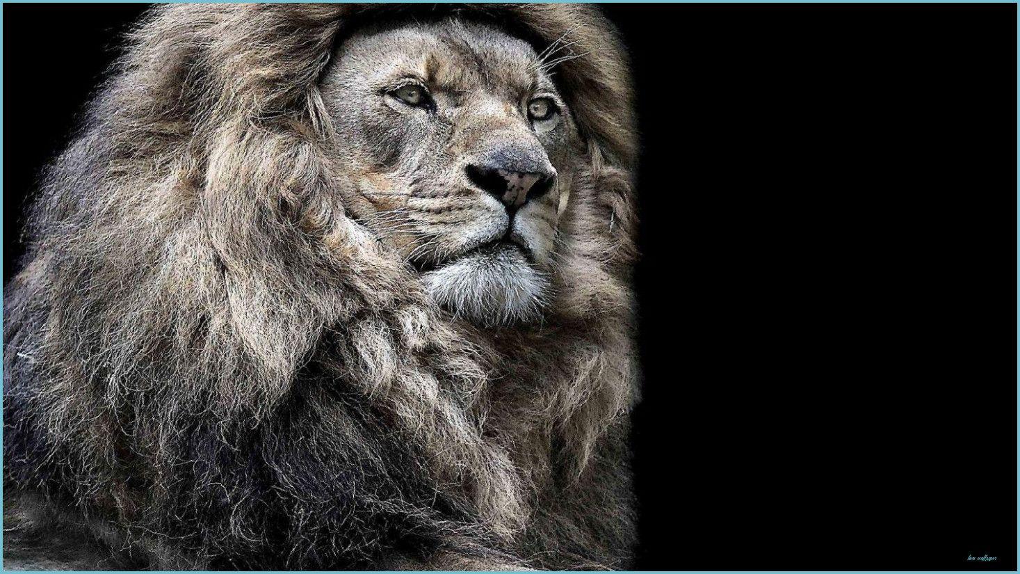 1467x825 You Will Never Believe These Bizarre Truths Behind Lions