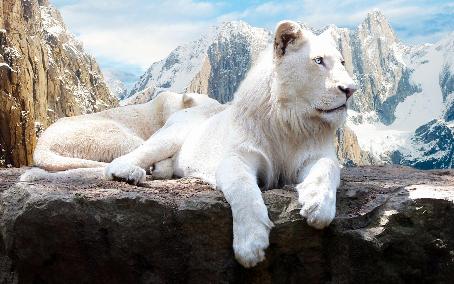 1920x1200 Snow Lion Wallpaper in jpg format for free download