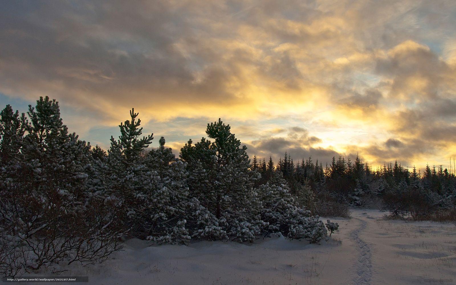 1600x1000 Taiga Forest Wallpaper