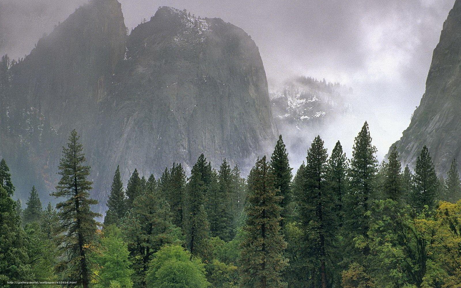 1600x1000 Taiga Forest Wallpaper