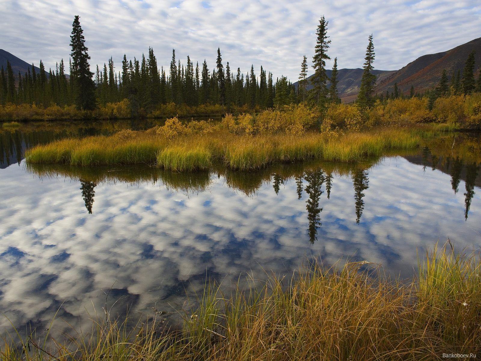 Boreal Forest Wallpapers Top Free Boreal Forest Backgrounds   4817132 