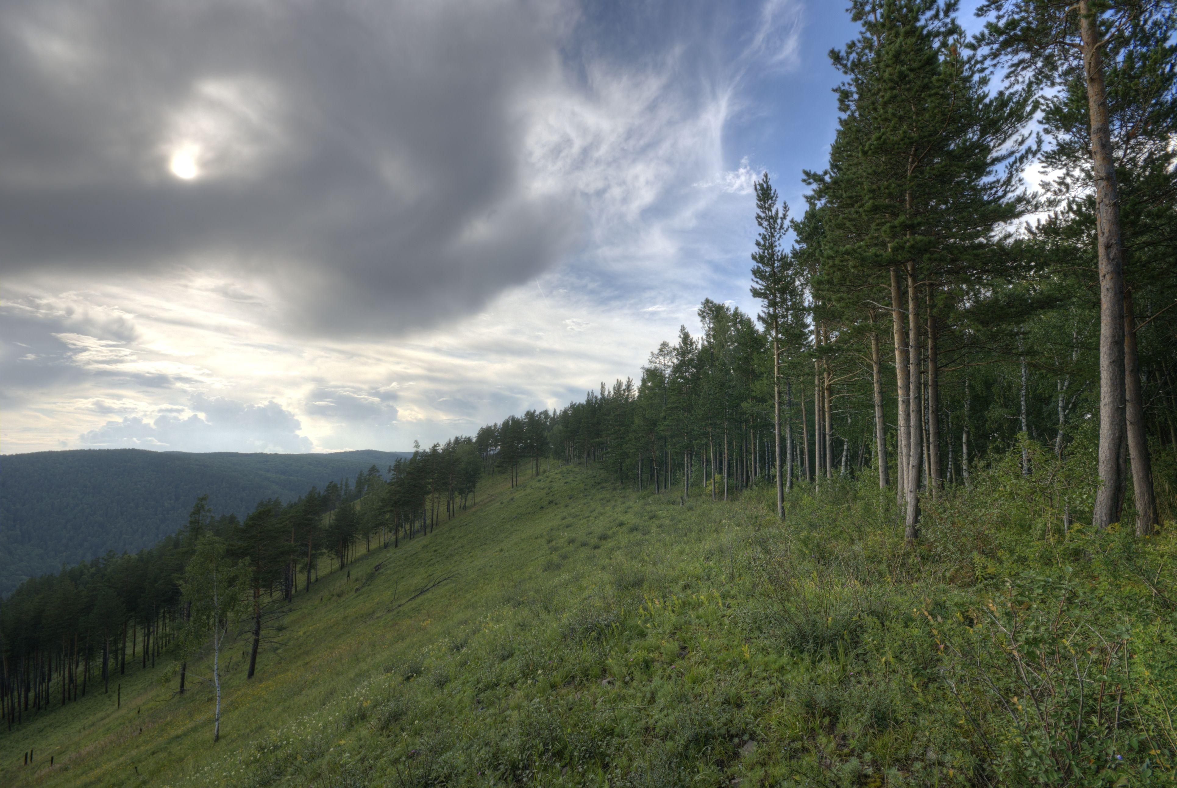 3862x2585 Taiga Forest Wallpaper