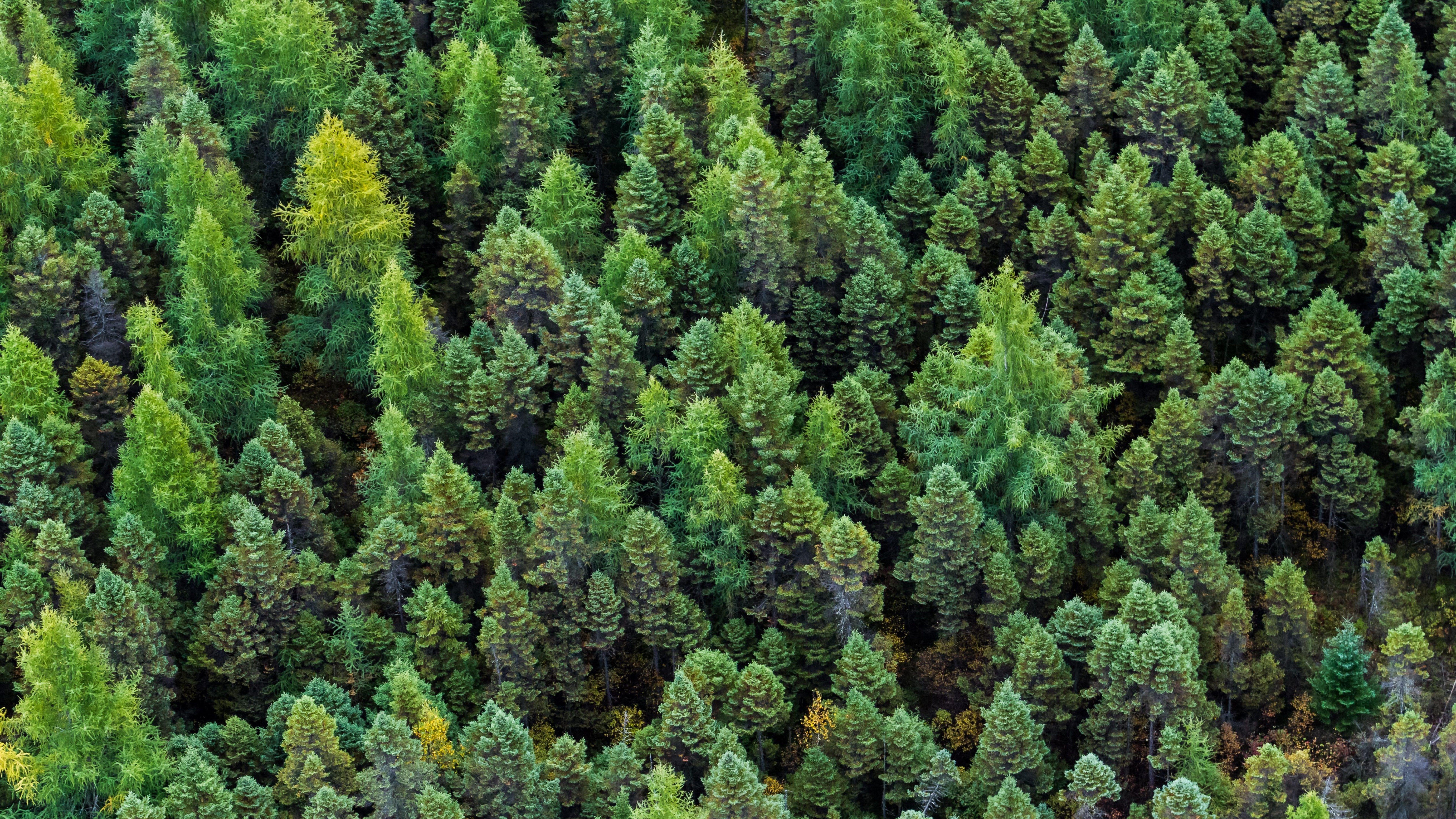 7680x4320 Boreal Forest in Quebec Canada