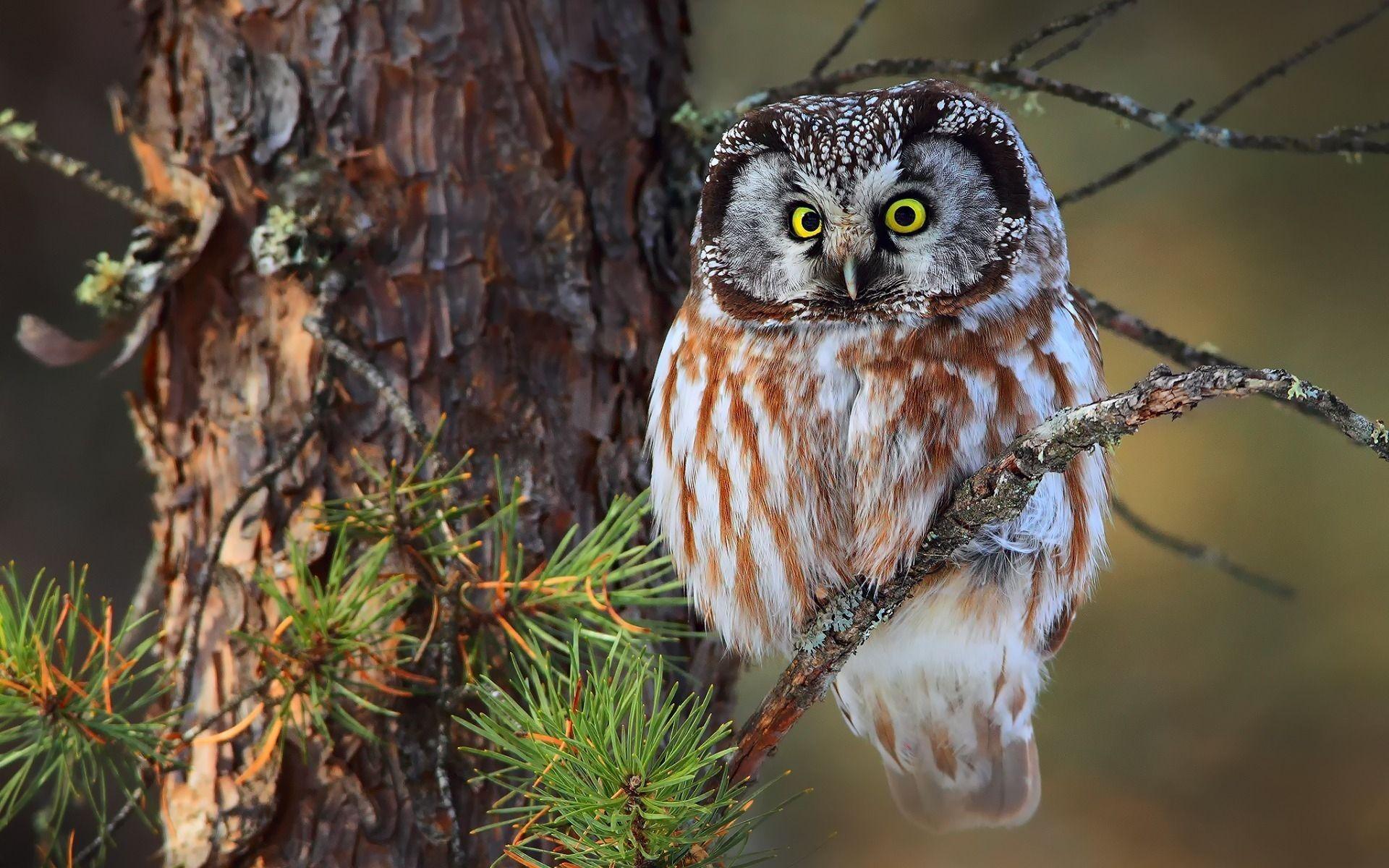 1920x1200 Birds That Live In The Boreal Forest Wallpaper & Background Download