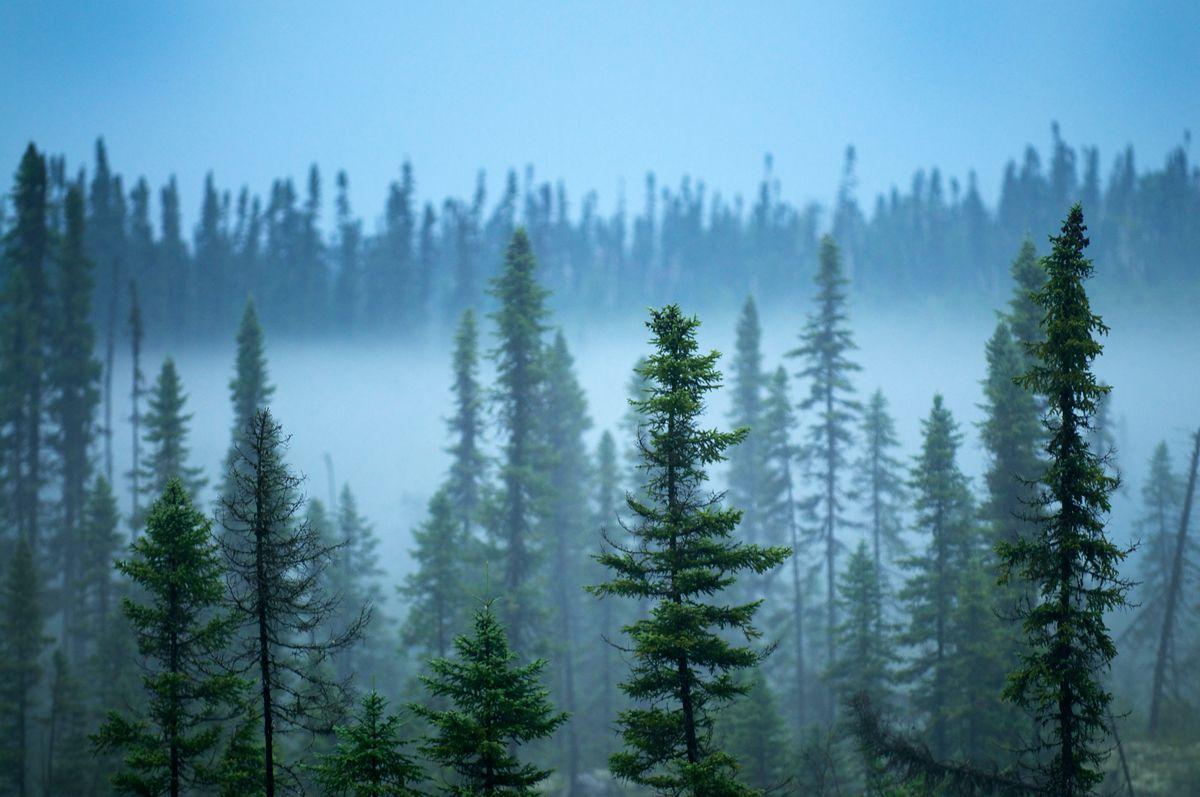 Boreal Forest Wallpapers - Top Free Boreal Forest Backgrounds ...