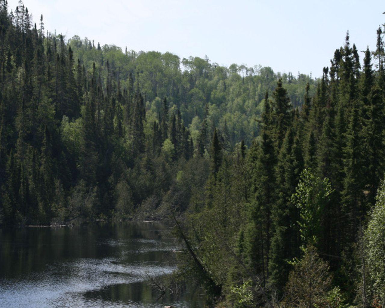 1280x1024 Forest companies and environmentalists agree to save boreal forest