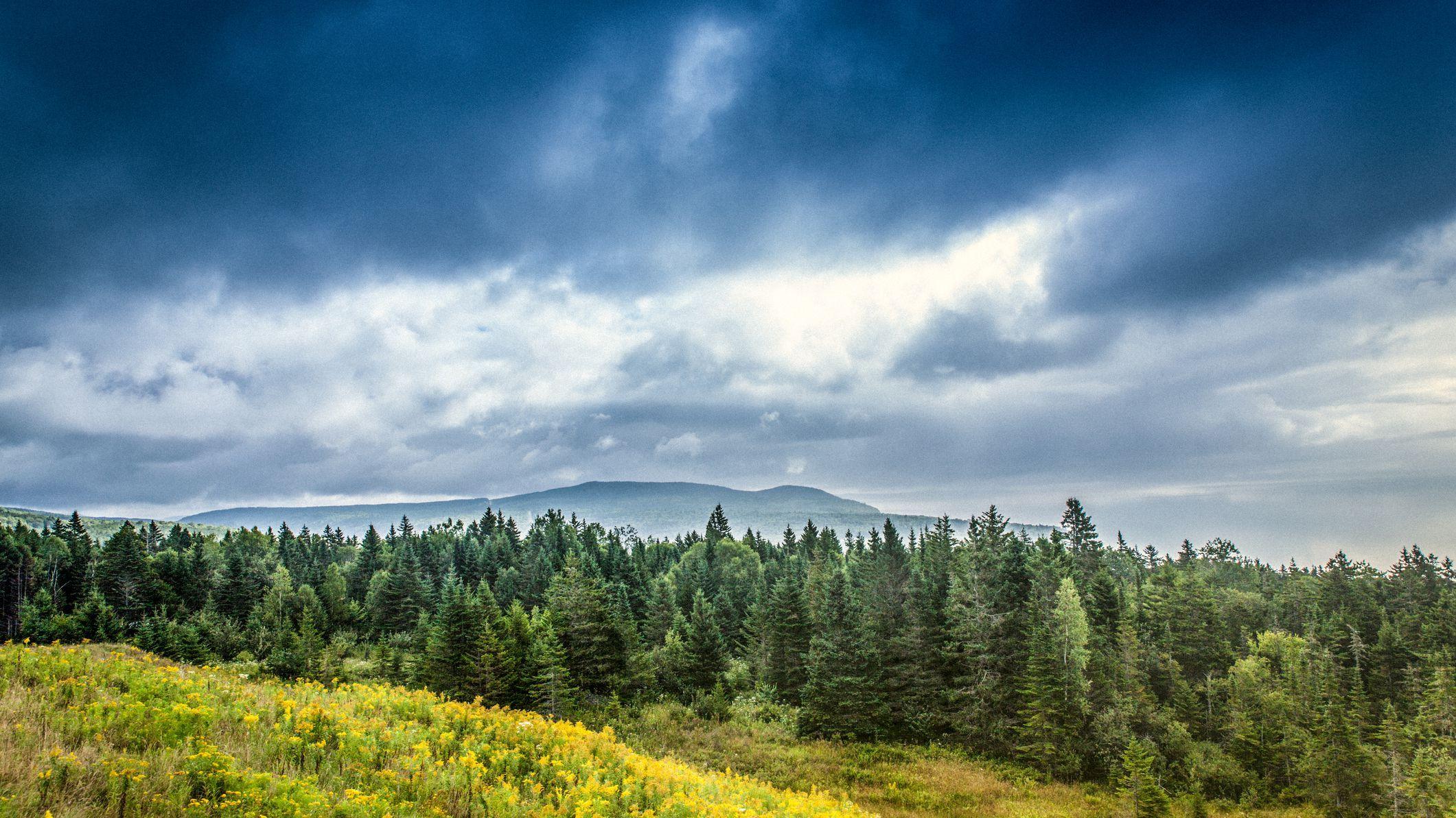 Boreal Forest Wallpapers Top Free Boreal Forest Backgrounds Wallpaperaccess