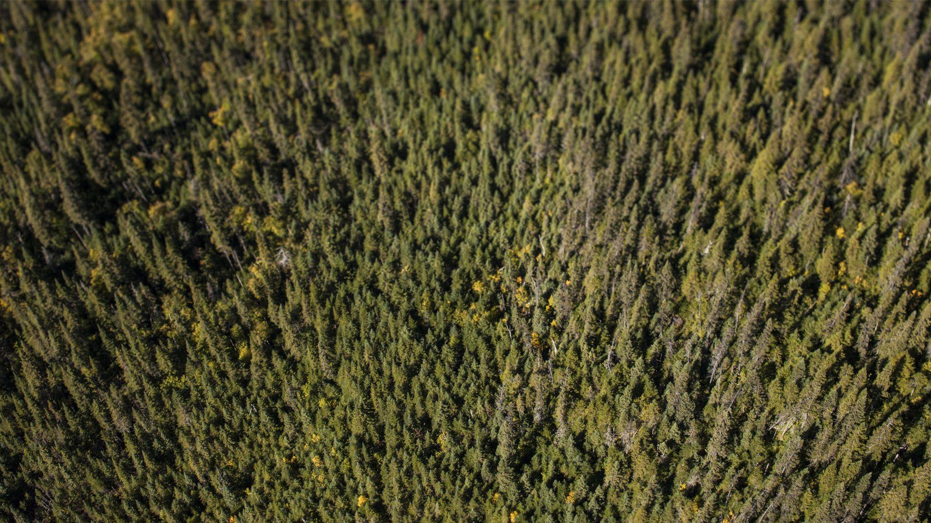 1920x1080 How Resolute Forest Products Conserves Boreal Forest. Boreal Forest Facts