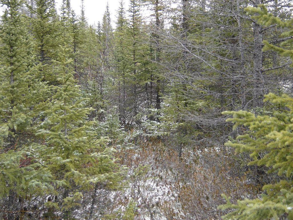 1024x768 Taiga Forest Wallpaper