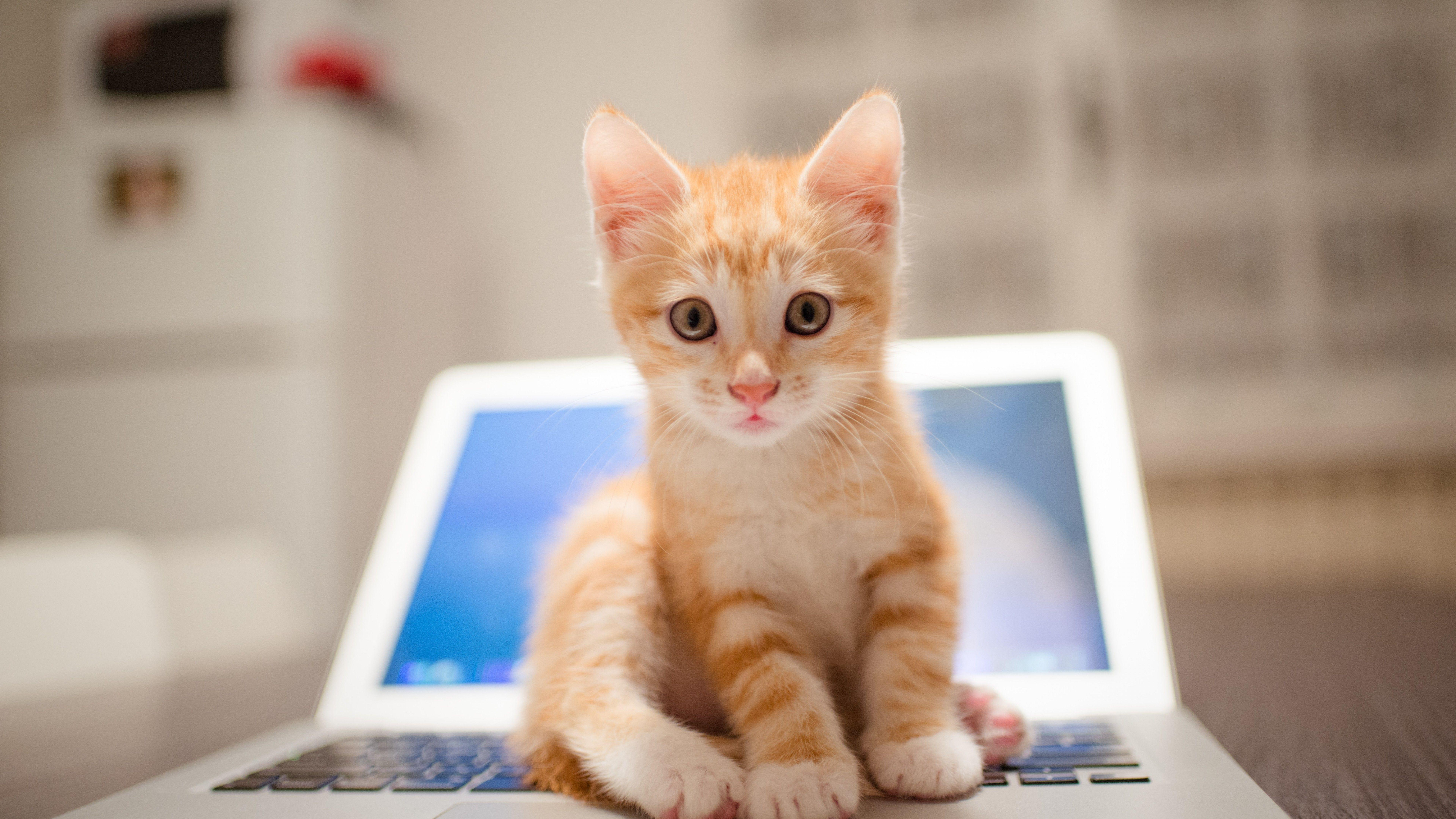 7680x4320 Wallpaper kitten, cat, cute, 8k, Animals