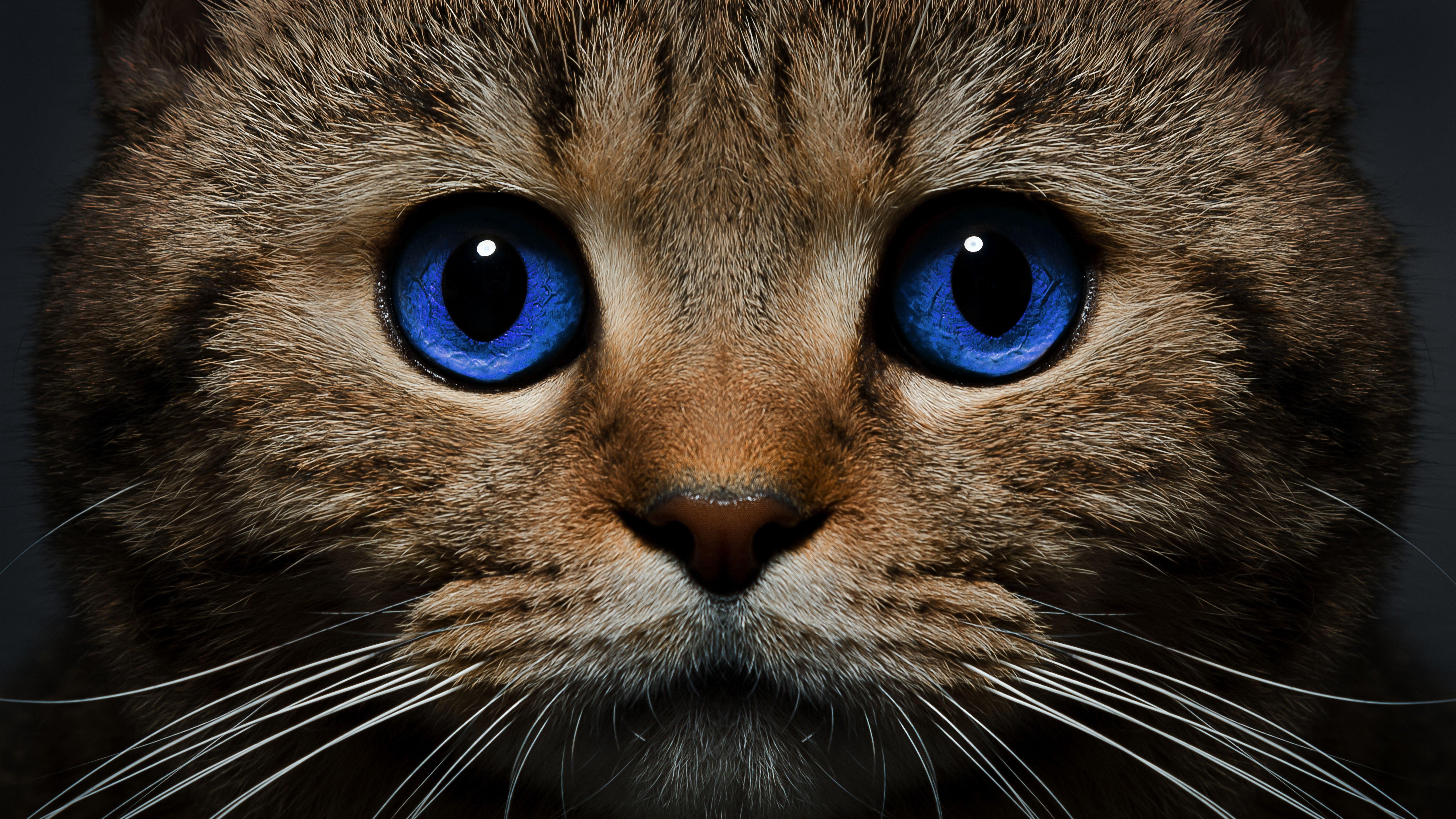 7680x4320 Wallpaper Blue eyes cat front view, face 7680x4320 UHD 8K Picture, Image