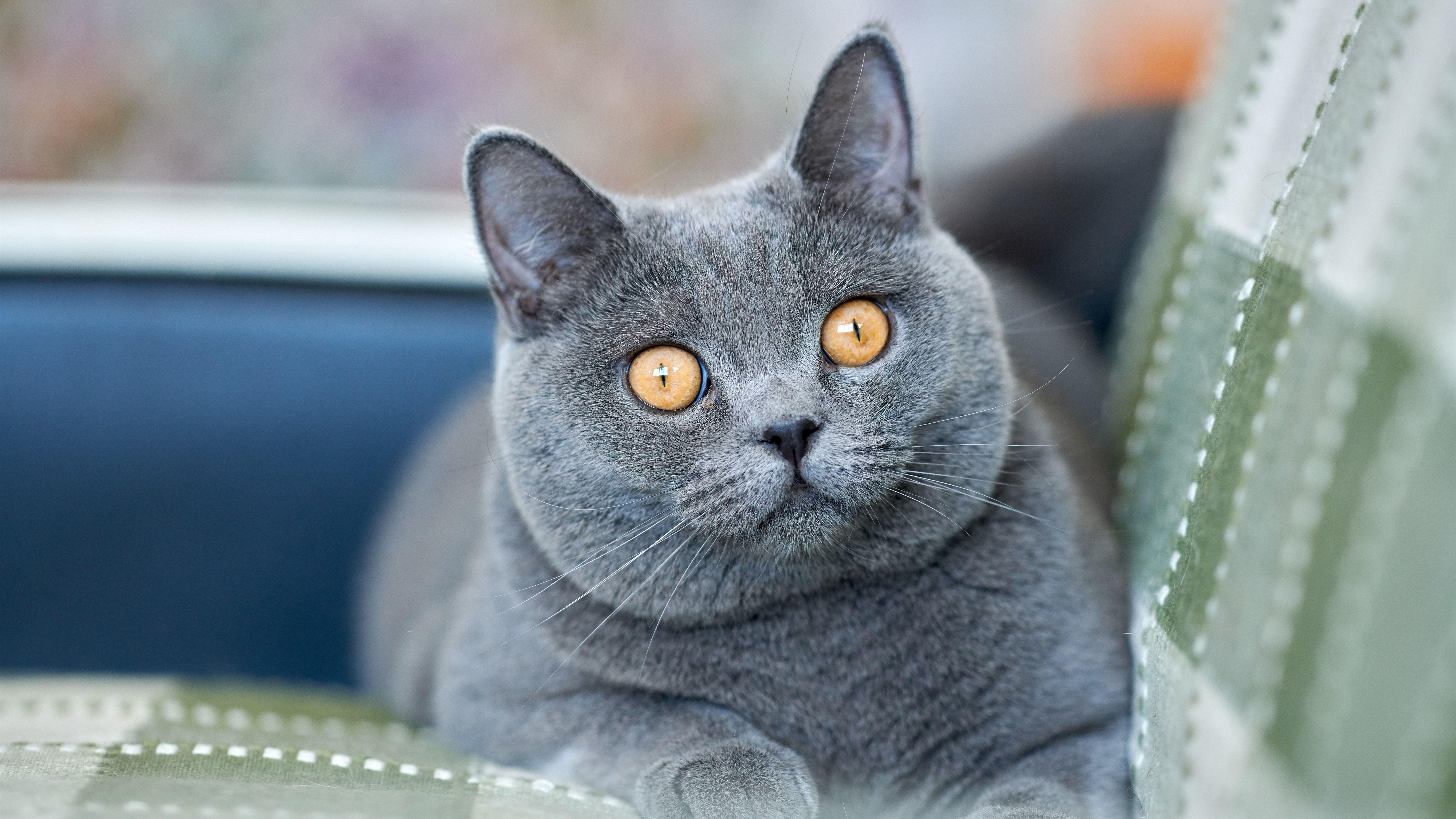 Породы кошек серая британская. Британская короткошёрстная кошка. Британская короткошёрстная кошка голубая. Картезианская кошка британец. Британская короткошёрстная кошка шартрез.