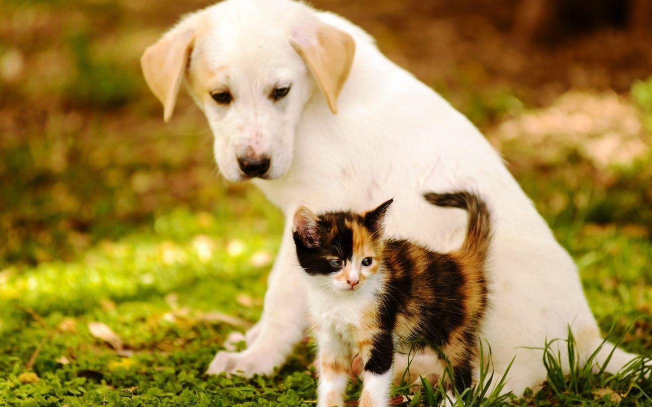 1300x813 Cat And Dog Playing Wallpaper