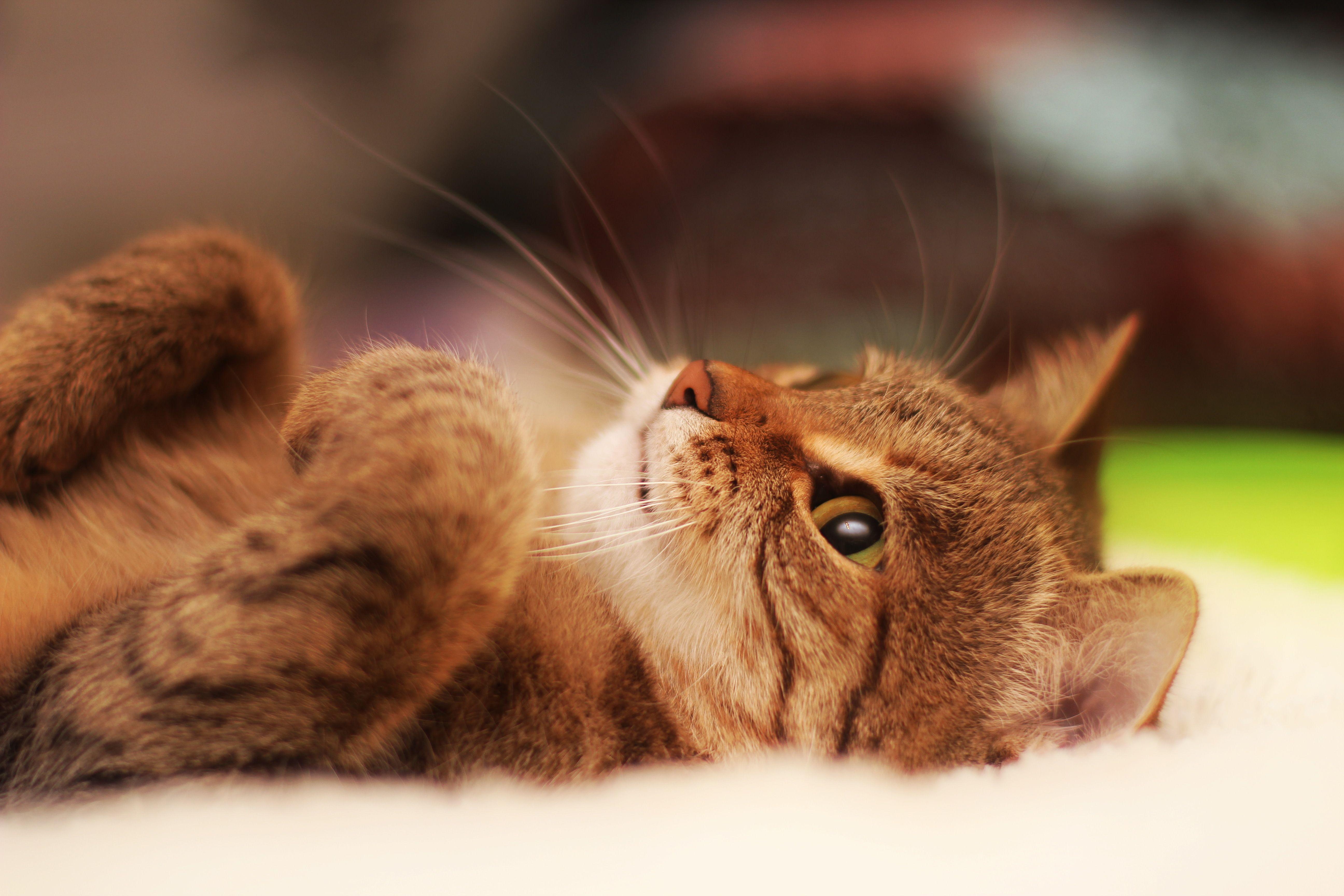 5184x3456 cat, lying, cool cat Macbook Pro Retina Wallpaper, HD Animals 4K Wallpaper, Image, Photo and Background