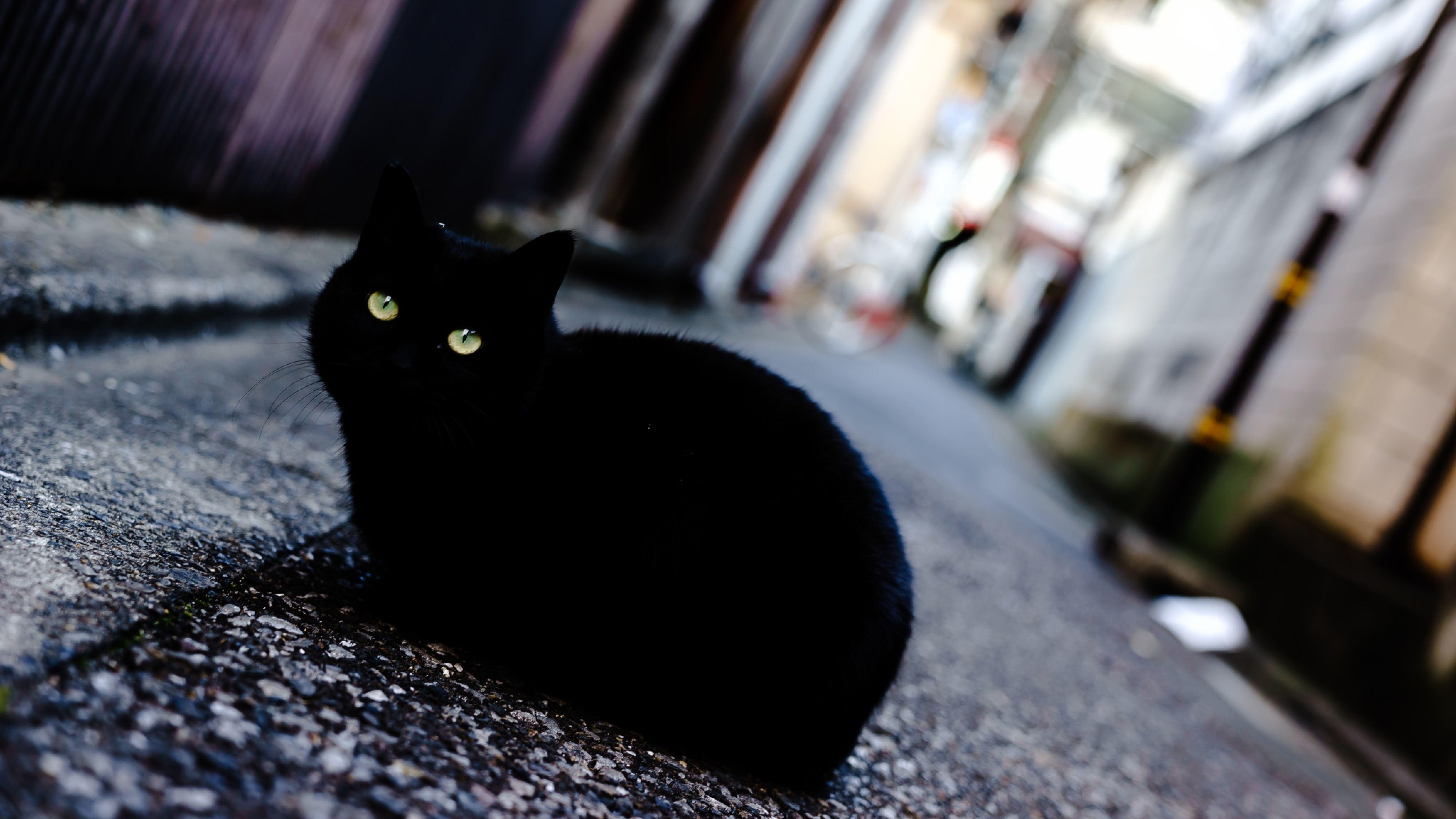 7680x4320 Black Cat 8K Wallpaper, HD Animals 4K Wallpaper, Image, Photo and Background