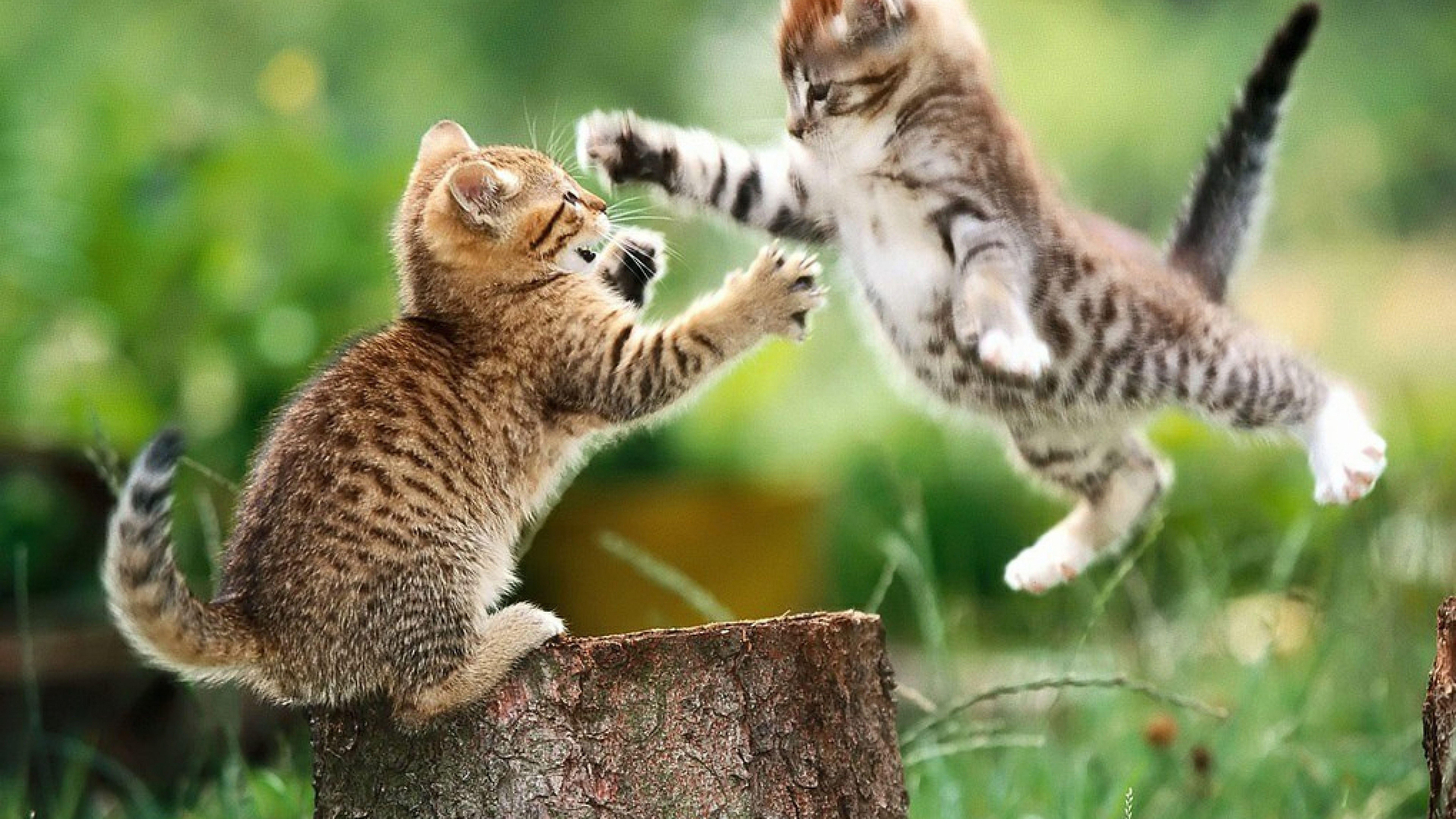 7680x4320 Ultra HD Animal Wallpaper 8k 7680x4320