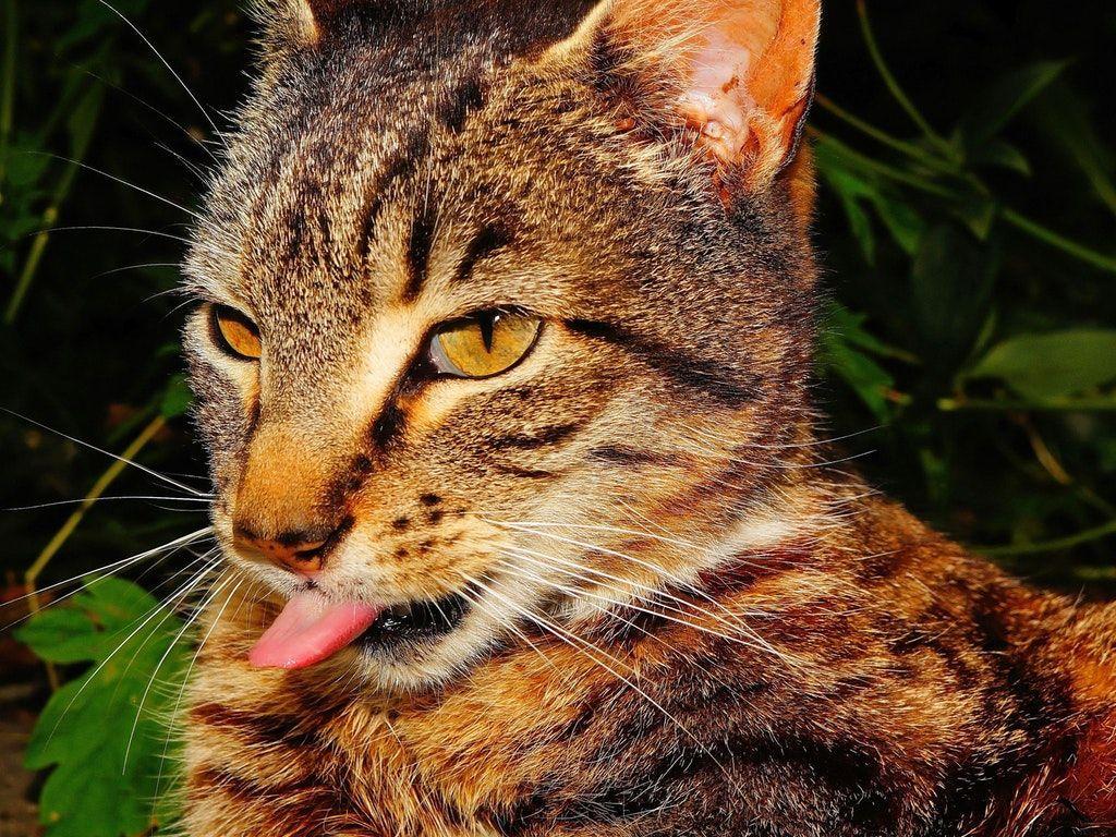 1024x768 Close Up Of Cat. Cats, Cat Wallpaper, Cat Feline