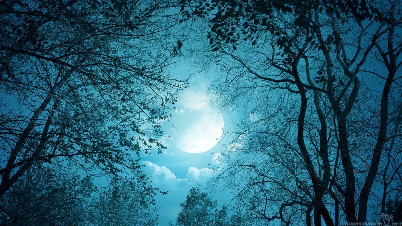 Moonlight Forest Wallpapers - Top Free Moonlight Forest Backgrounds -  WallpaperAccess
