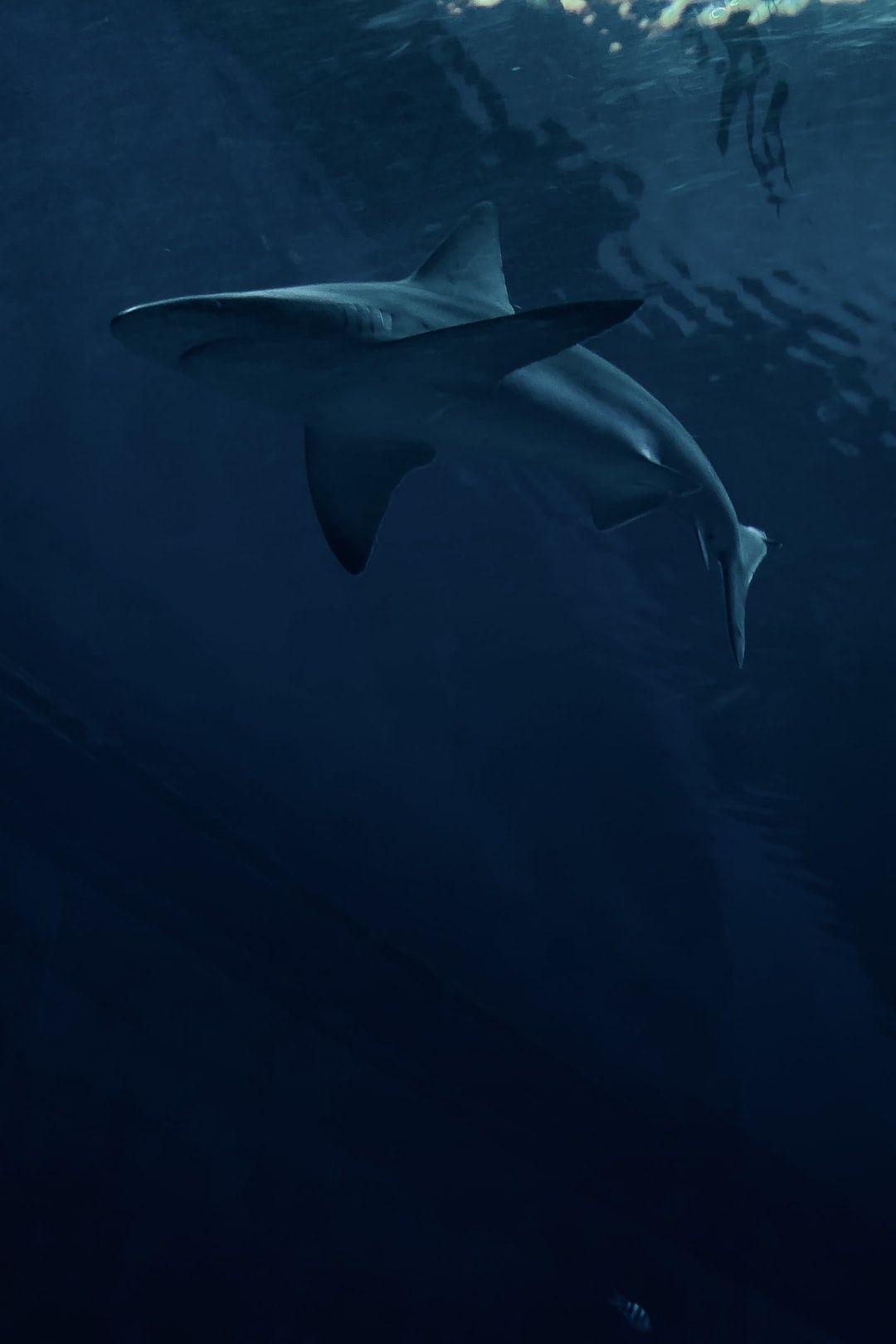 1080x1620 Shark Wallpaper: Free HD Download [HQ]