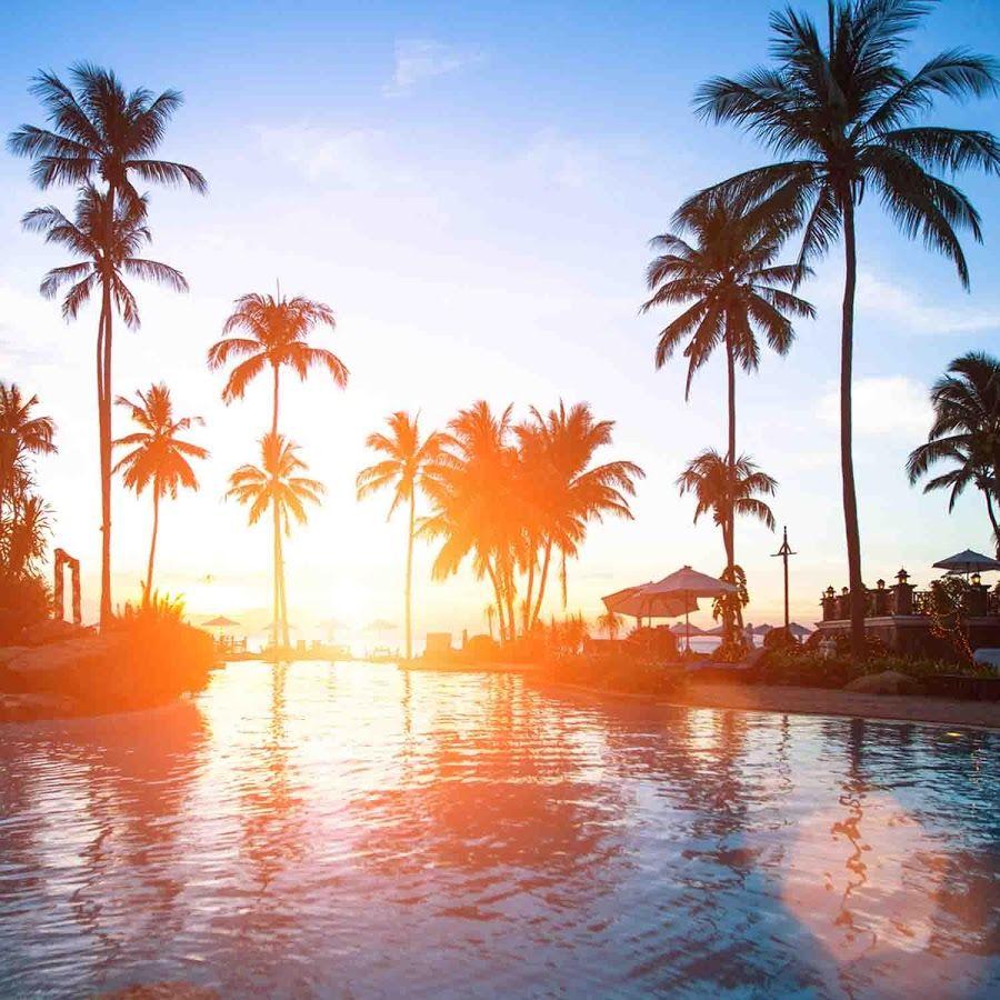 900x900 Wallpaper Palm Tree