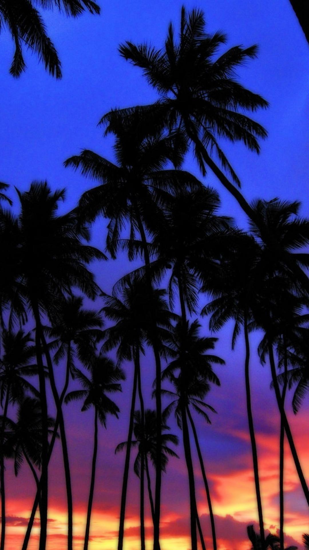 Cool Palm Trees Wallpapers - Top Free Cool Palm Trees Backgrounds ...