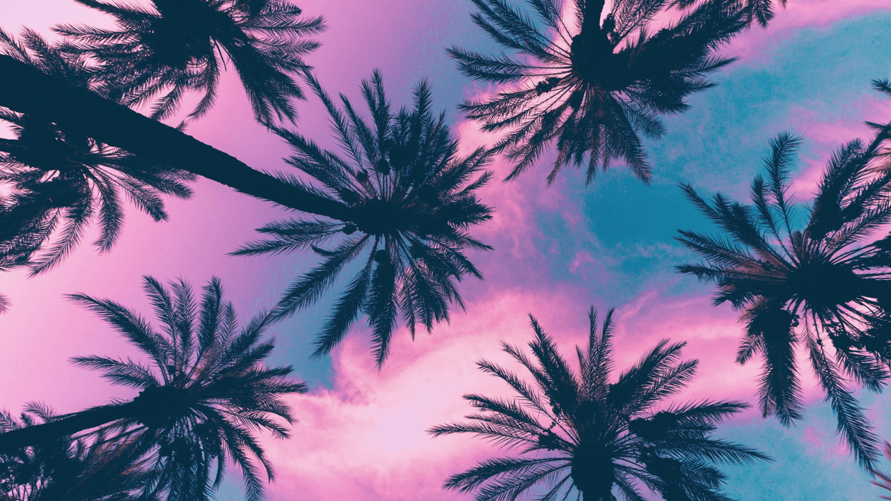 Cây cọ 1280x720 [Wallpaper)
