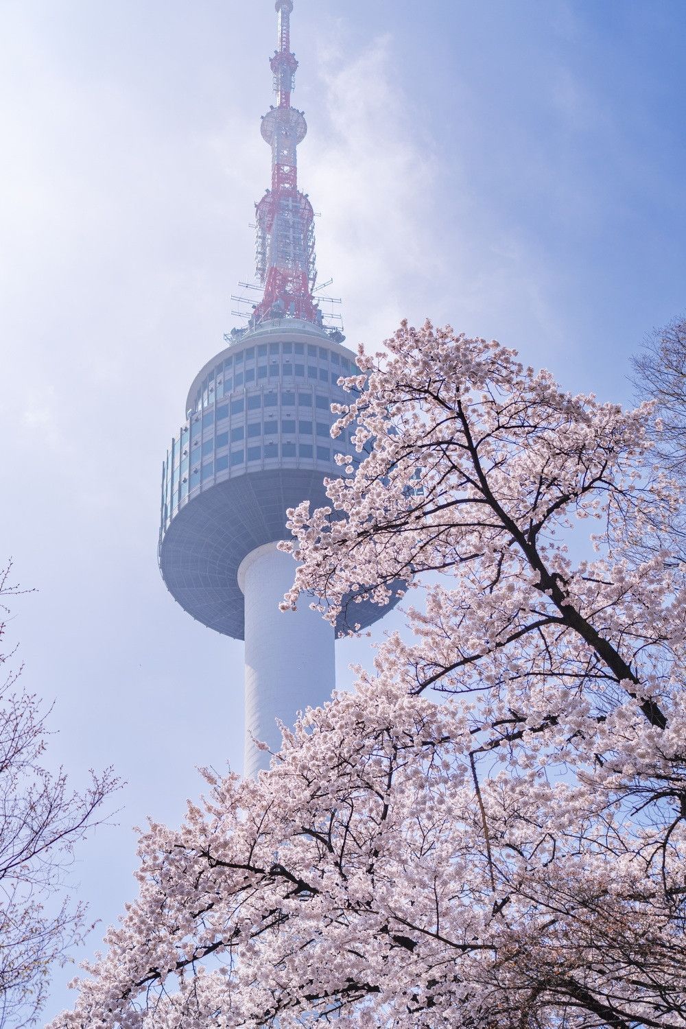 1000x1500 Seoul Tower Cherry Blossom Tour｜Namsan's Stunning Cherry Blossom Tunnel, April is the Perfect Time!. Trip.com Seoul