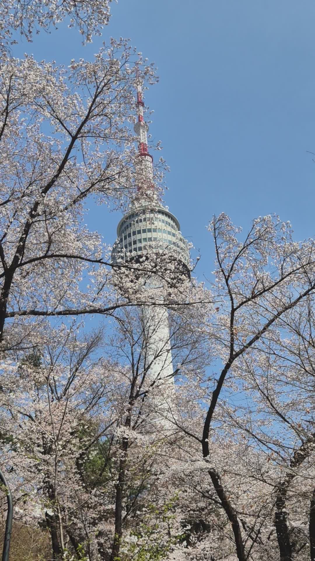 1080x1920 Namsan Tower with Cherry Blossoms in Spring