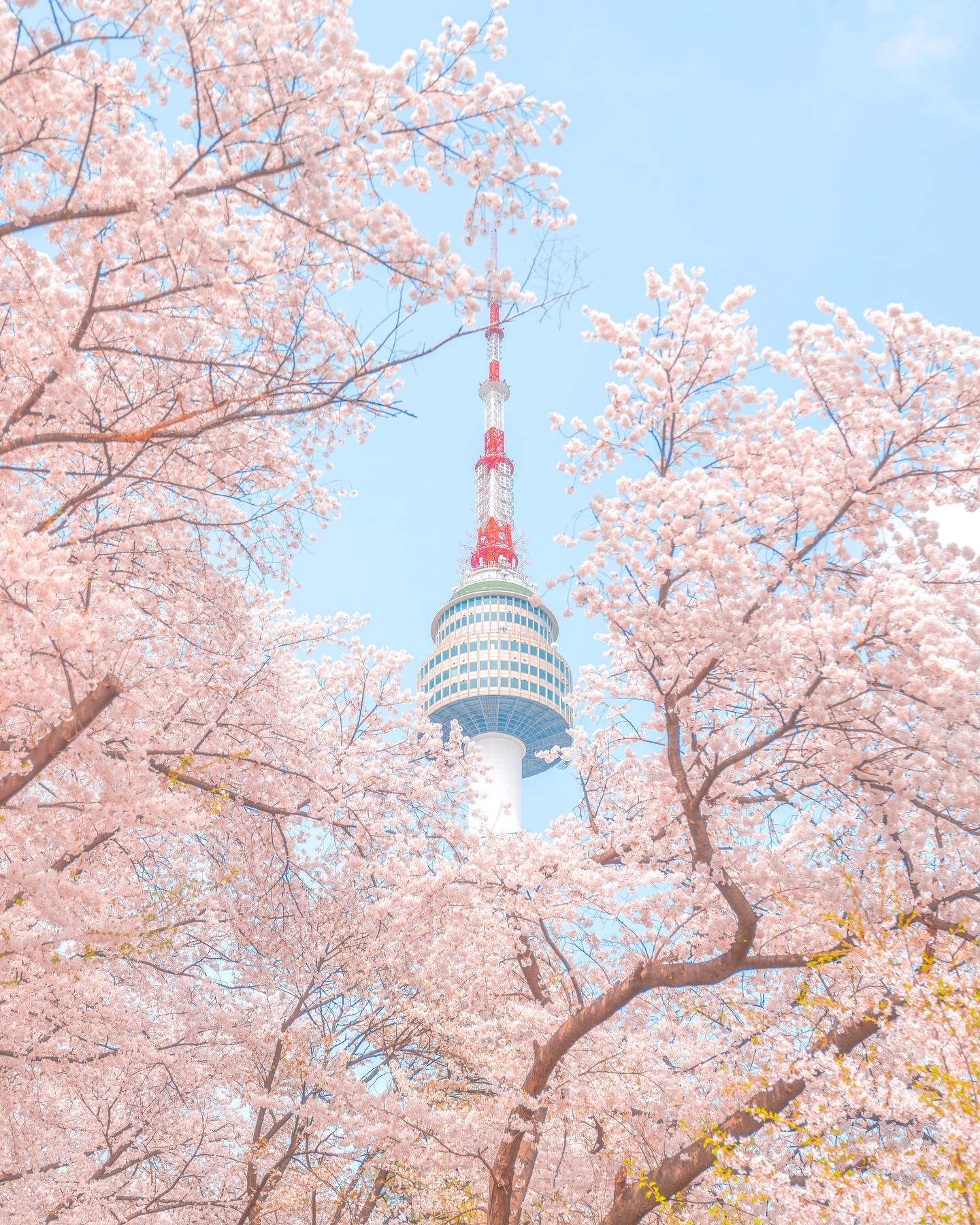 1440x1800 N Seoul Tower seenrry blossom branches, Yongsan District, Seoul [1440×1800]