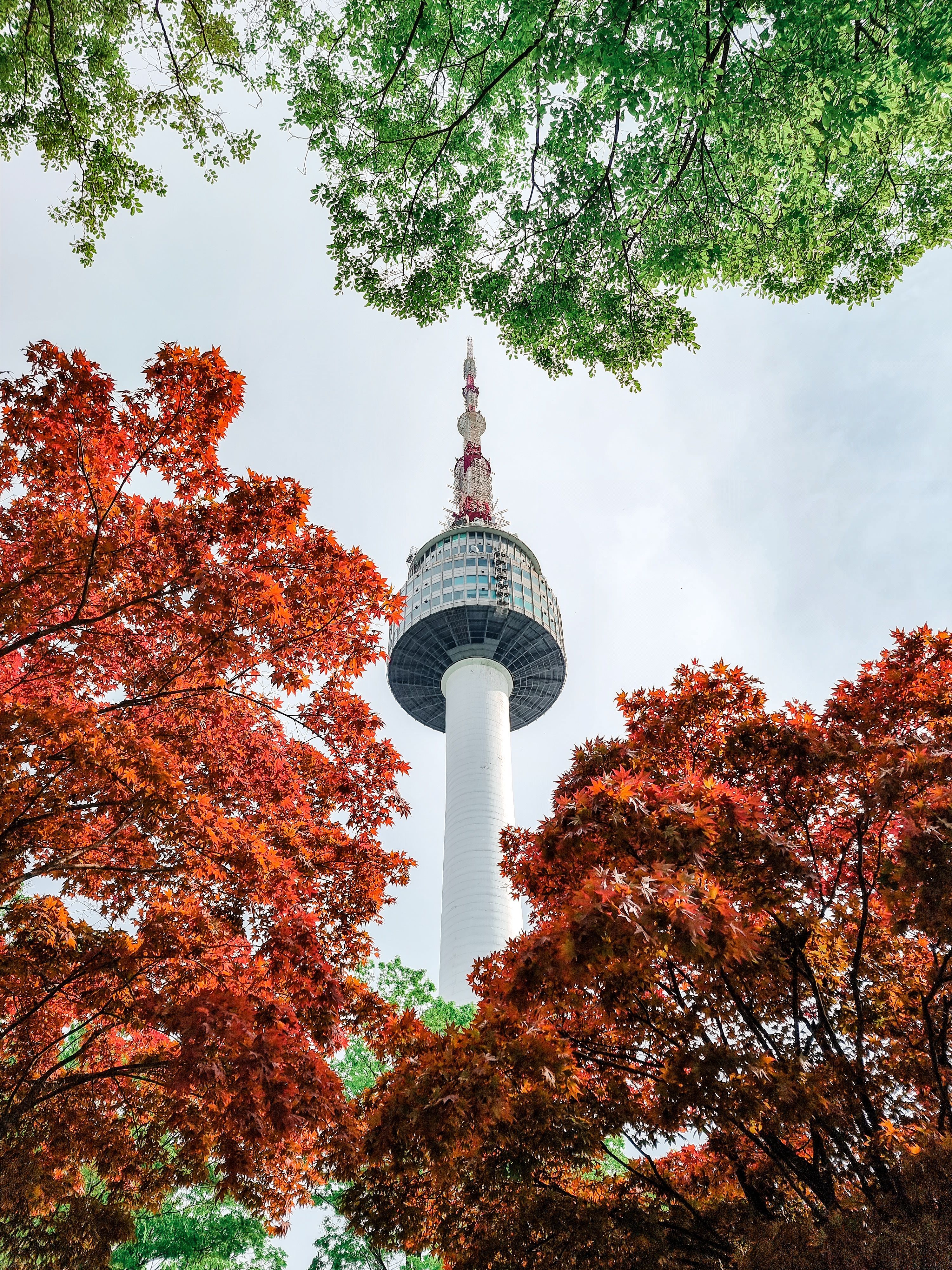 3000x4000 N Seoul Tower behind Trees in Autumn · Free