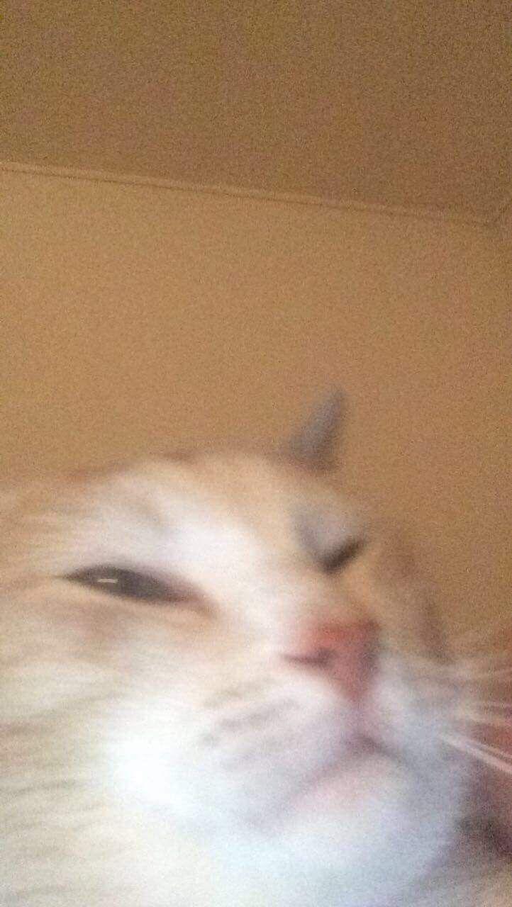 722x1280 Gatos Aesthetic Memes