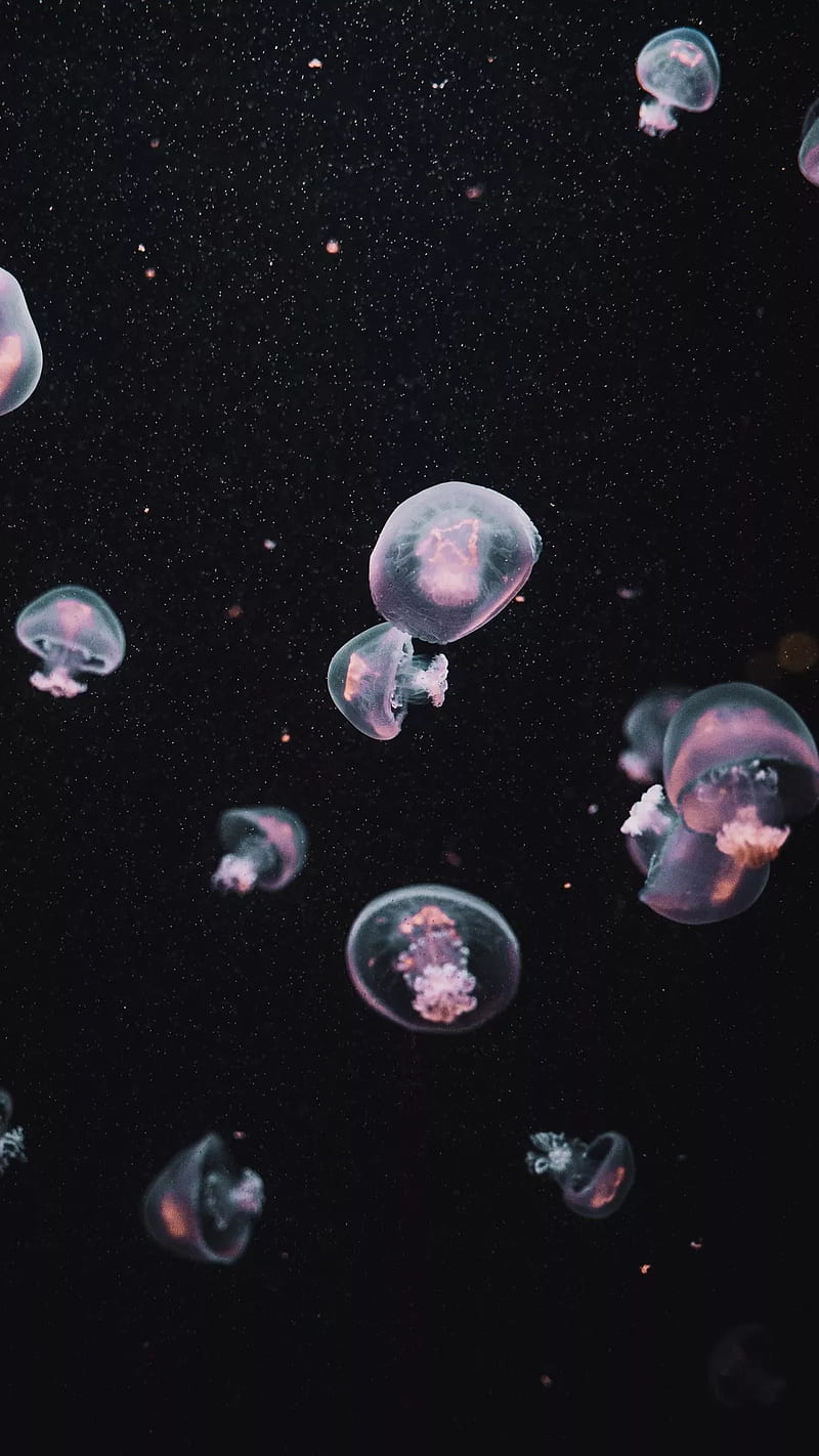 800x1422 Sea in the night, jellyfish, space, HD phone wallpaper