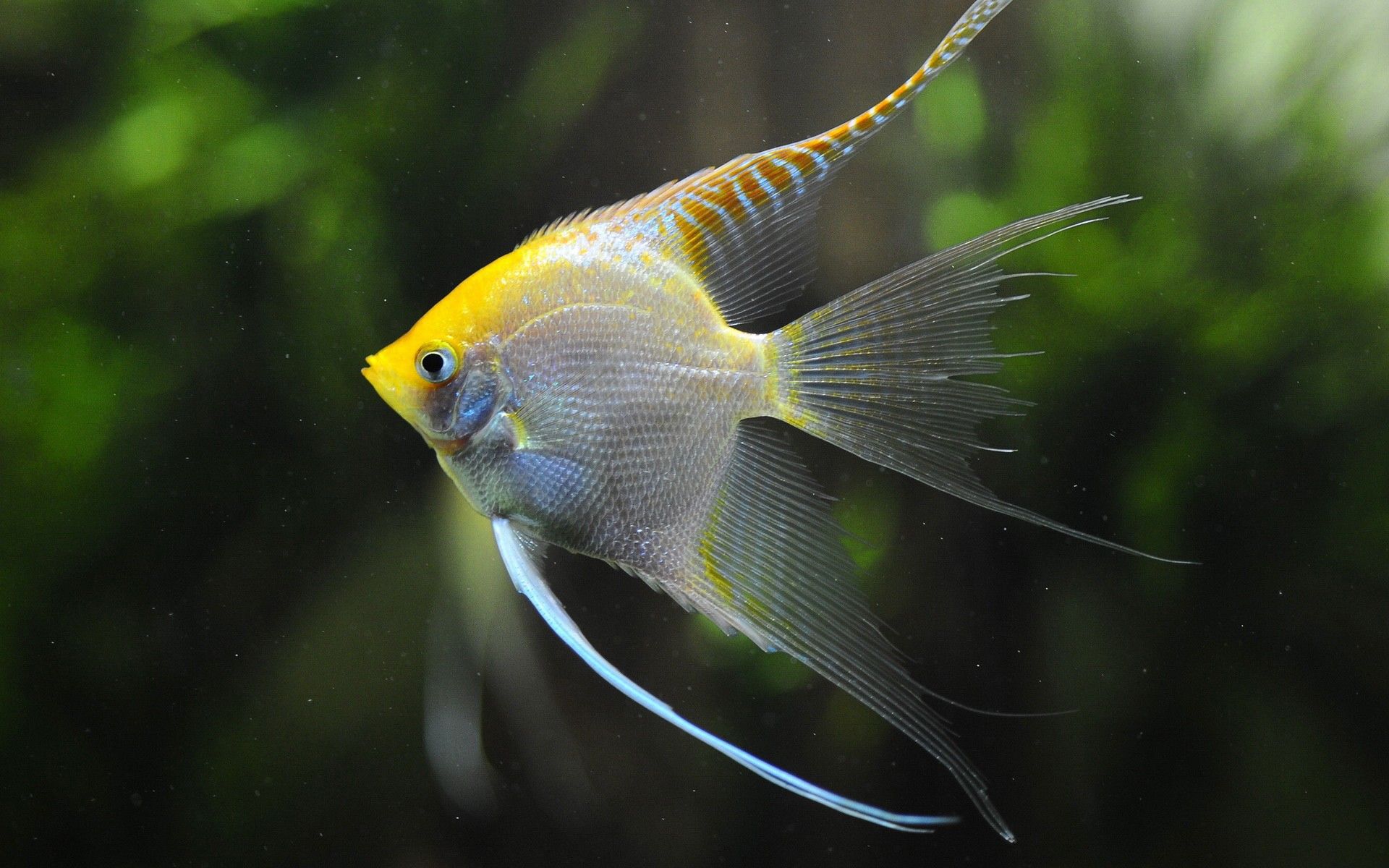 1920x1200 yellow, Animals, Fish, Aquarium, Amazon, Angelfish Wallpaper HD / Desktop and Mobile Background