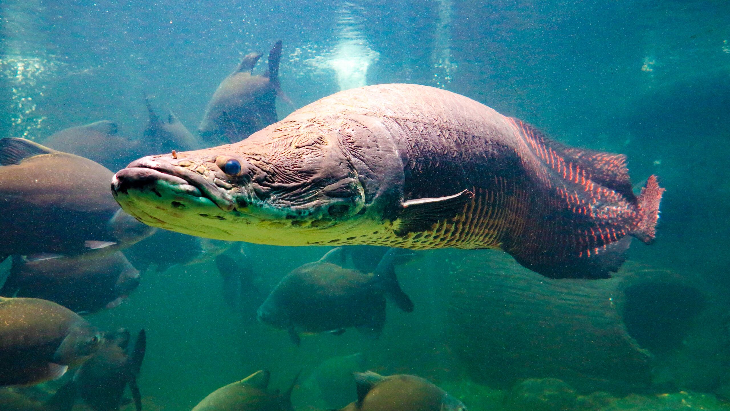 2560x1440 The Biggest Fish in the Amazon River