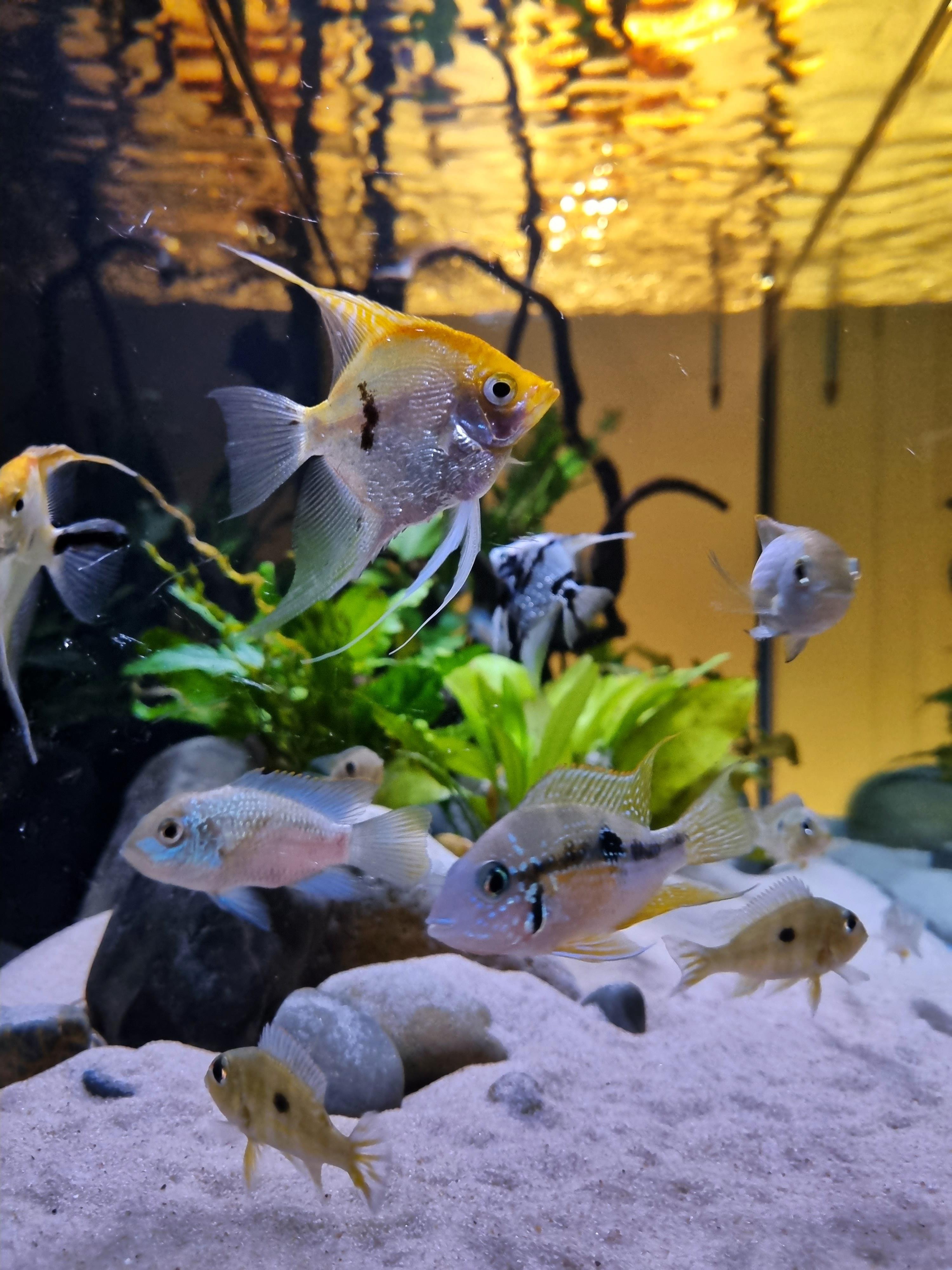 3000x4000 Amazon river aquarium at dusk