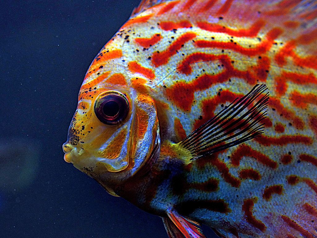 1024x768 Discus fish. Discus have long been know as the King of the