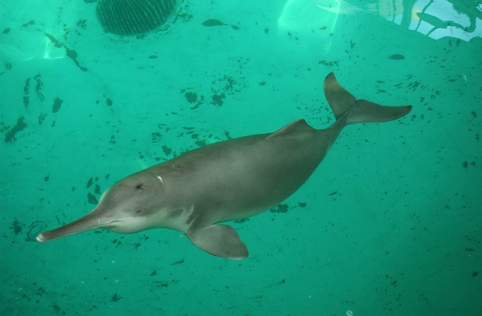 1600x1050 Amazon River Dolphin Desktop and Mobile Wallpaper