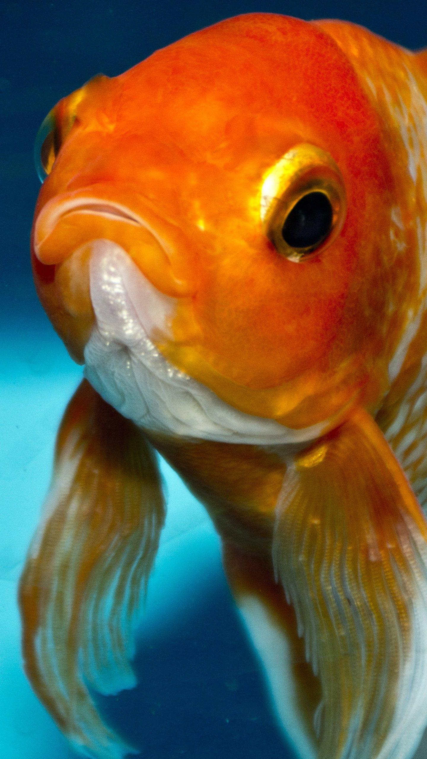 1440x2560 Amazon Fancy Goldfish Goldfish iPhone Case Goldfish IPhone Wallpaper