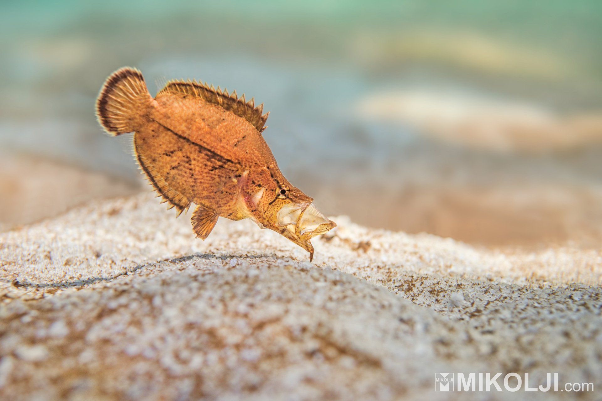 1920x1280 Amazon Leaffish. Article