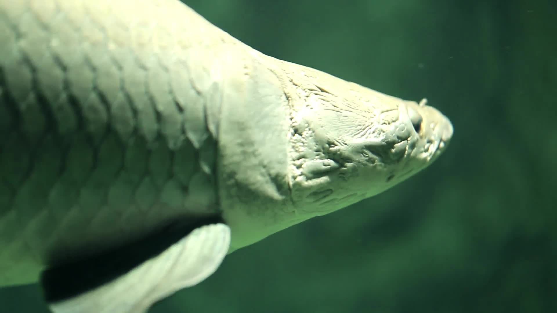 1920x1080 Meet the Arapaima, the Swimming Tank of the Amazon