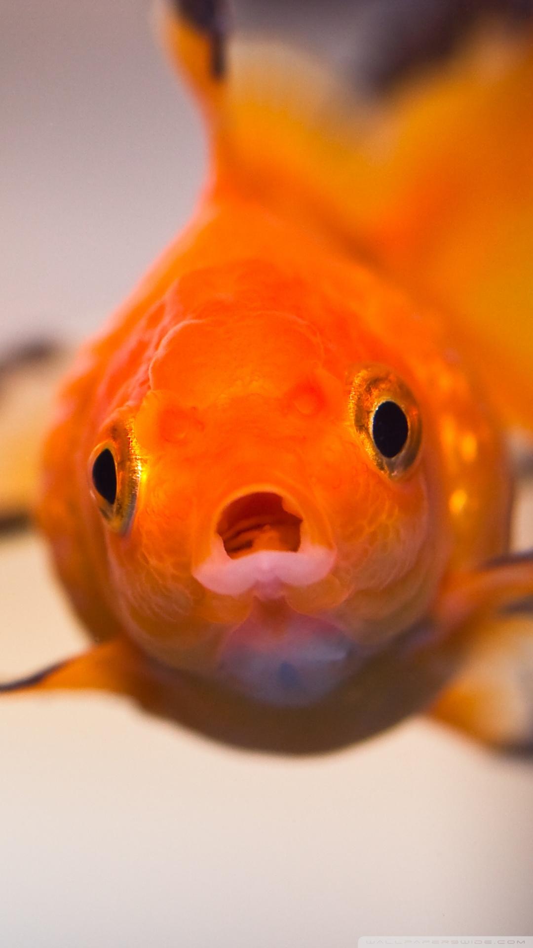 1080x1920 Amazon Fancy Goldfish Goldfish iPhone Case Goldfish IPhone Wallpaper
